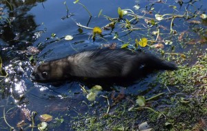 Kelly, Raiden Swimming