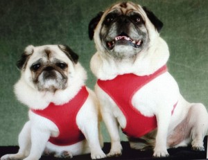 Pug and Shelby Before