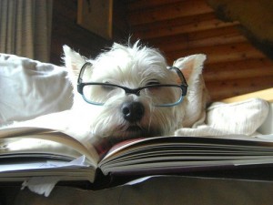 westie reading