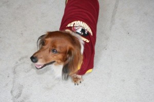 Ozzie - FSU Dog